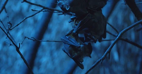 Bats in a cave 50fps Stock Footage 114425460