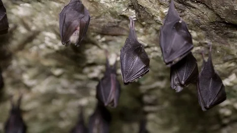 Bats in the cave Stock Footage 101661861
