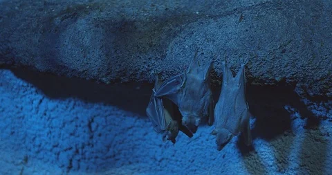 Bats in a cave Stock Footage