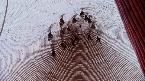 Bats in the Ceiling at a resort in Senegal Vidéo 115724624