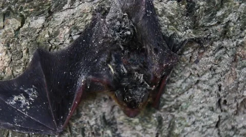 Bats clinging on a tree Stock Footage 64762148
