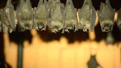 Bats close up hanging  at the wall Stock Footage