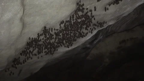 Bats colony in the cave 4K Stock Footage 149993523
