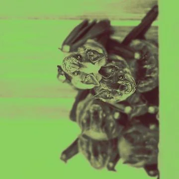 Bats cuddling hangging from  ceiling night vision imaging green colour Foto stock