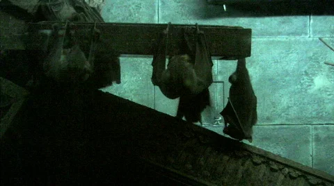 Bats eating Stock Footage 275829