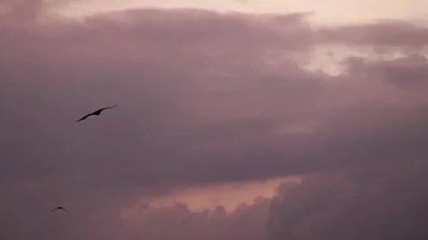Bats emerge at dusk, soaring under a cloudy sky. Stock Footage 317867825