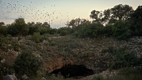 Bats Emerging from Cave After Sun Down Video stock 326972147