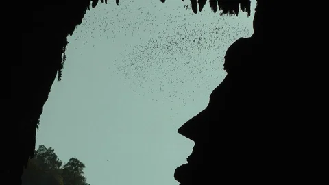Bats exit Deer Cave, Mulu, Malaysia Stock Footage 88636027