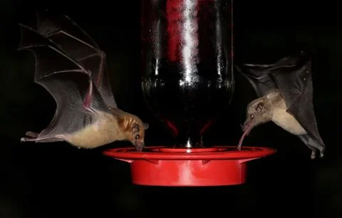 Bats at a feeder Stock Photos