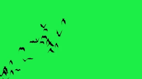 Bats Flock Flying Up Animation Horror Halloween Green Screen Background Video stock 303385503
