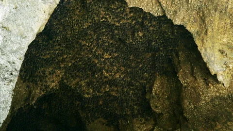 Bats Flutter About Enormous Sandstone Cave With Roof Carpeted in Hanging Bats -  Stock Footage 149293124