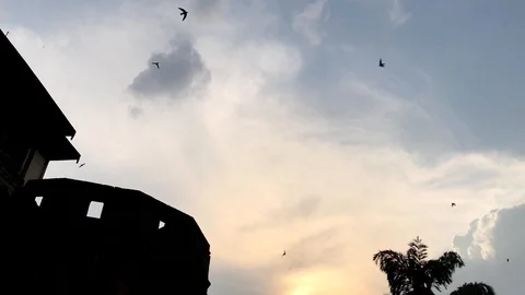 Bats fly Stock Footage 95691406