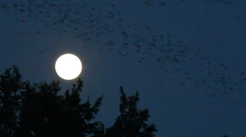 Bats Fly By Full Moon Vídeo Stock 31720446