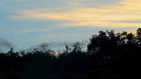 Bats fly out of the cave in the mountains at sunset. Stock Footage 112606227