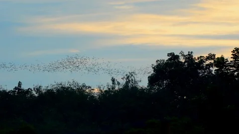 Bats fly out of the cave in the mountains at sunset. Video stock 112990530