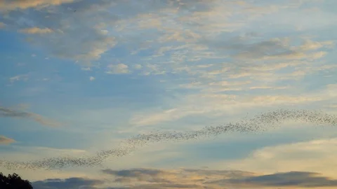 Bats fly out of the cave in the mountains at sunset. Stock-Footage 112991037