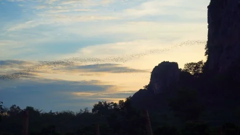 Bats fly out of the cave in the mountains at sunset. Stock Footage 113988922