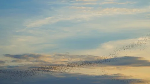 Bats fly out of the cave in the mountains at sunset. Stock Footage 113988993