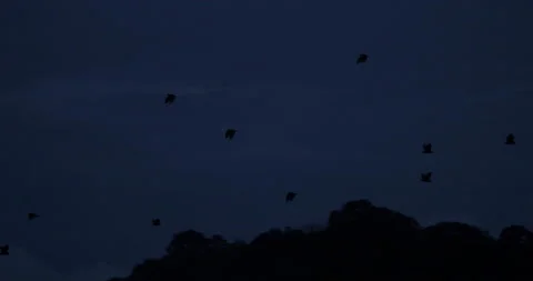 Bats fly over hills and against dark sky camera pan Stock Footage 149061559