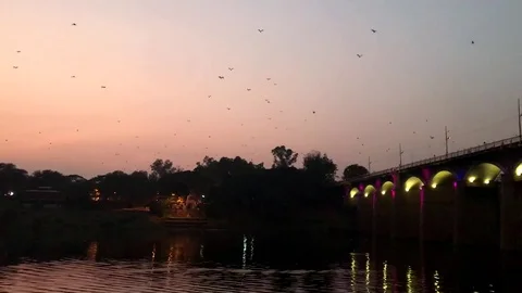 Bats fly over the Krishna River in Sangli, Maharashtra state, India Stock Footage 83449118