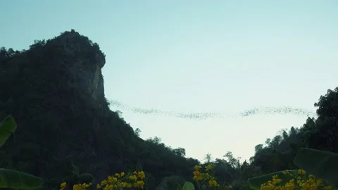 Bats Fly At Sunset Vídeos de archivo 170807924