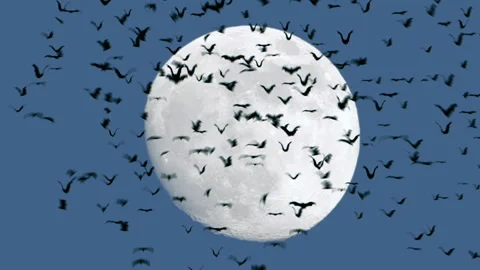 Bats Flying Against A Full Moon Background - Halloween Spooky Scary Holiday Stock Footage 252661690