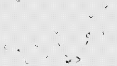 BATS FLYING IN ALL DIRECTIONS 스톡 동영상 158217391