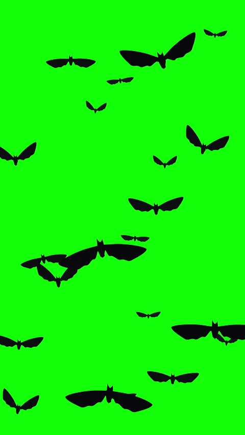 Bats flying animation loop silhouette green screen stock footage Stock Footage 346635376