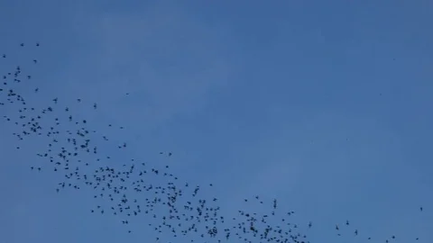 Bats flying on blue sky in evening Stock Footage 80273742