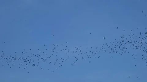 Bats flying on blue sky in evening Stock Footage 80809328