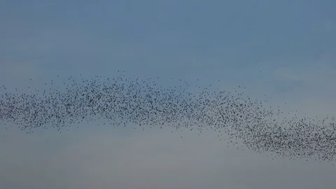 Bats flying with blue sky Stock Footage 83085516