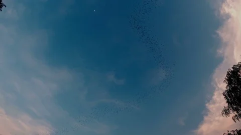 Bats flying with blue sky Stock Footage 84160360
