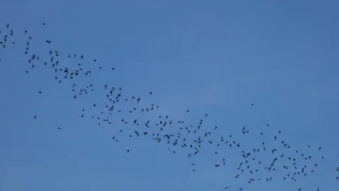 Bats flying with blue sky Stock Footage 87279377