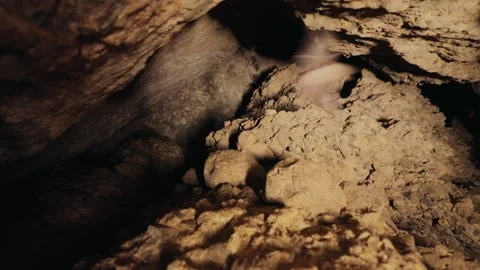 Bats flying in a cave Video stock 197515894