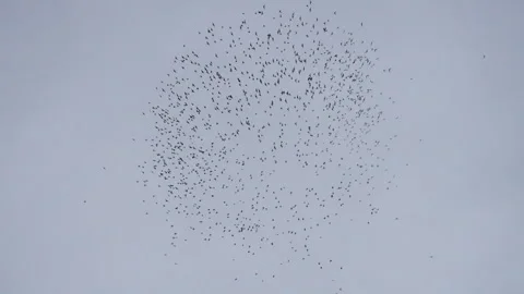 Bats flying in a circle pattern Stock Footage 318558313