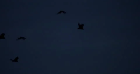Bats flying at dusk camera pan Stock Footage 149061514