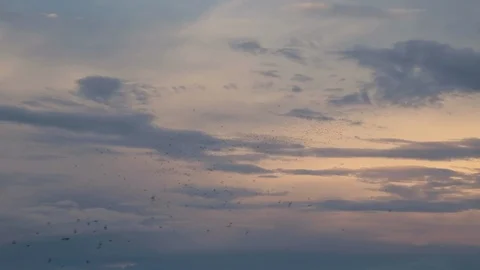 Bats Flying into Evening Sky New Mexico Carlsbad Caverns Stock Footage 122077136