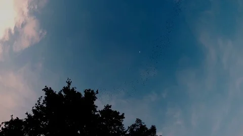 Bats flying for feed Stock Footage 80047389