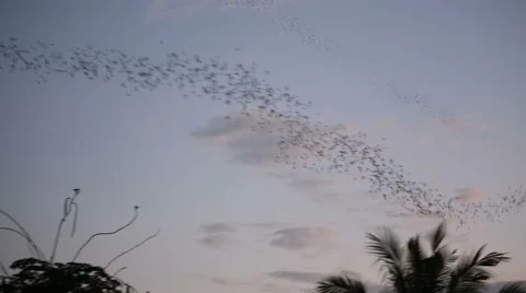 Bats flying Stock Footage 58783023