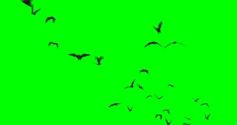 Bats Flying Stock Footage 85899831