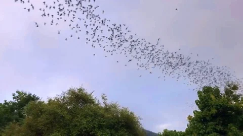 Bats Flying Video stock 116172713