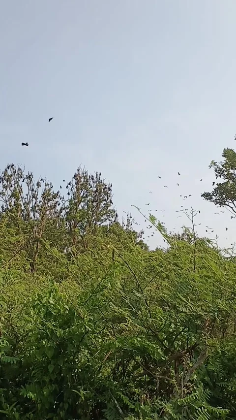 Bats flying Stock Footage 255589642
