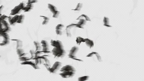 BATS FLYING LEFT TO RIGHT 스톡 동영상 158216012