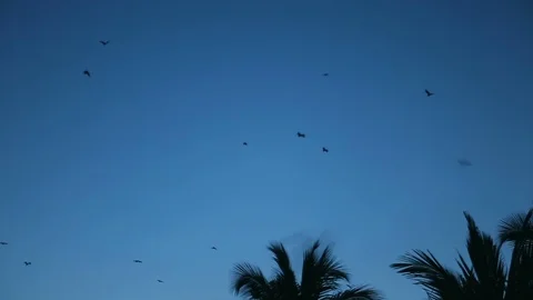 Bats flying in the night sky. Bat, Microchiroptera, Asian bat. Nocturnal anim Stock Footage 92118508