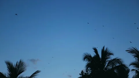 Bats flying in the night sky. Bat, Microchiroptera, Asian bat. Nocturnal anim Stock Footage 92118536