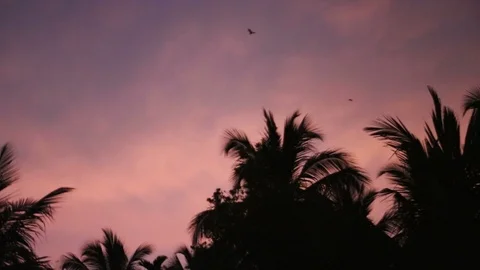 Bats flying in the night sky. Bat, Microchiroptera, Asian bat. Nocturnal anim Stock Footage 92118561