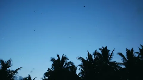 Bats flying in the night sky. Bat, Microchiroptera, Asian bat. Nocturnal anim Stock Footage 92118613