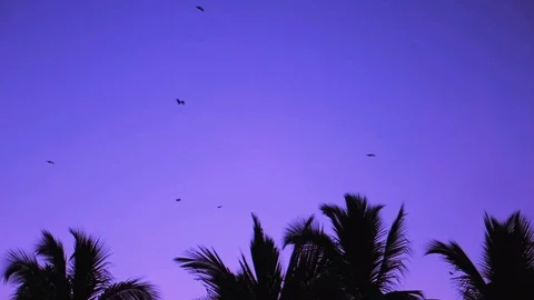 Bats flying in the night sky. Bat, Microchiroptera, Asian bat. Nocturnal anim Video stock 92118614