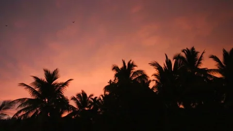 Bats flying in the night sky. Bat, Microchiroptera, Asian bat. Nocturnal anim Stock Footage 126241413