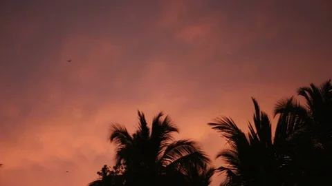 Bats flying in the night sky. Bat, Microchiroptera, Asian bat. Nocturnal anim Stock Footage 126241458